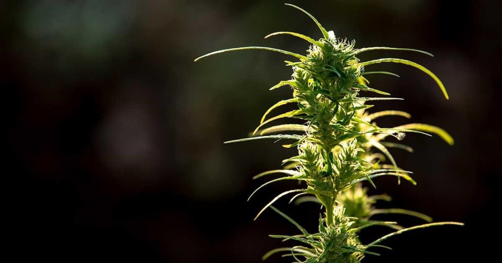Top 5 Benefits of THCA You Didn’t Know&nbsp;About